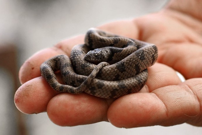 Коричневая бойга по столбу