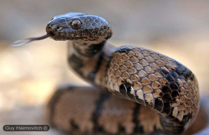 Кошачья змея в Дагестане