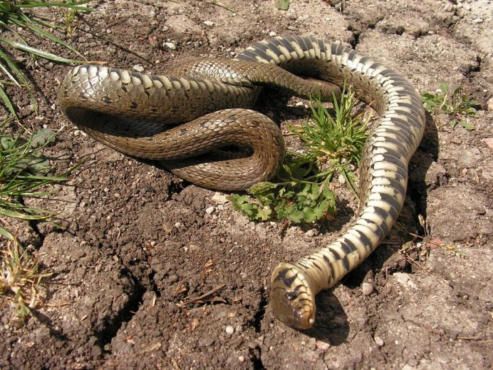 Техасский гремучник змея