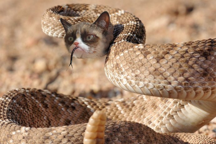 Кошки и змеи