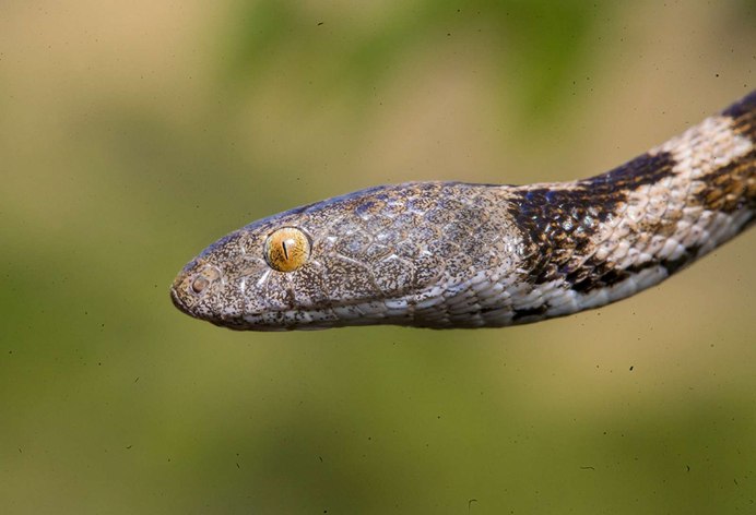 Черногорская гадюка