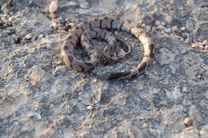 Асписовая гадюка фото