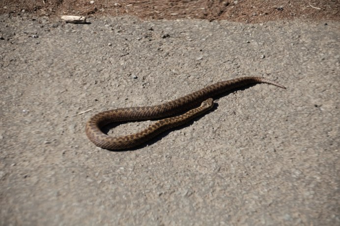 Кошачья змея