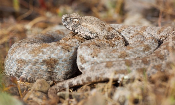 Кошки и змеи
