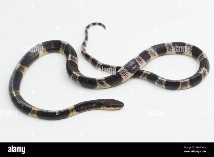 Змея гадюка ядовитая