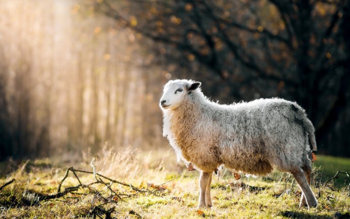 Черноносые Valais Blacknose