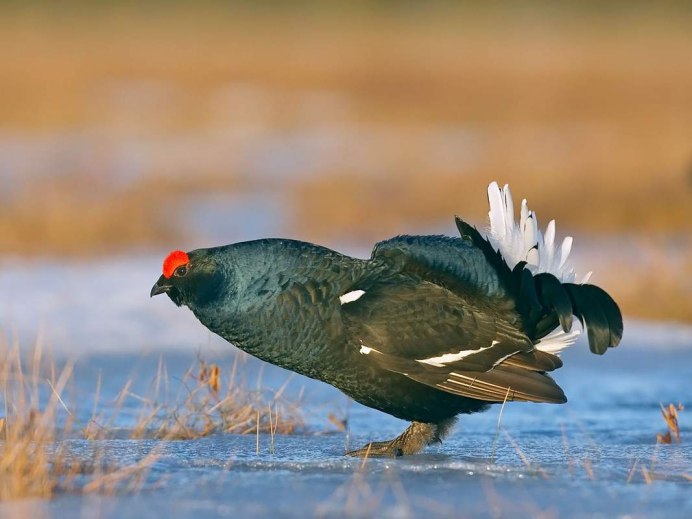 Дикуша (Dendragapus Falcipennis)