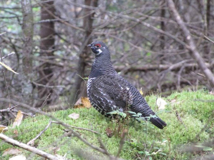 Western Capercaillie