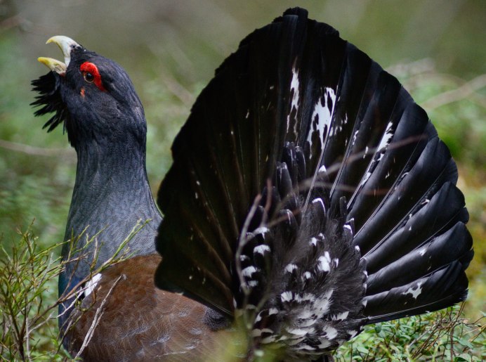 Глухарь (Tetrao urogallus)