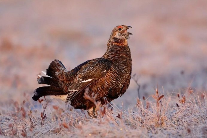 Глухарь (Tetrao urogallus)