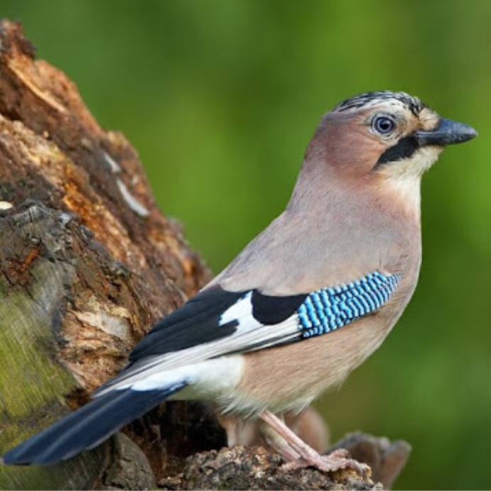 Cyanocitta cristata