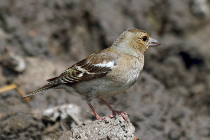 Yellow-Rumped Warbler птица Yellow Rumped