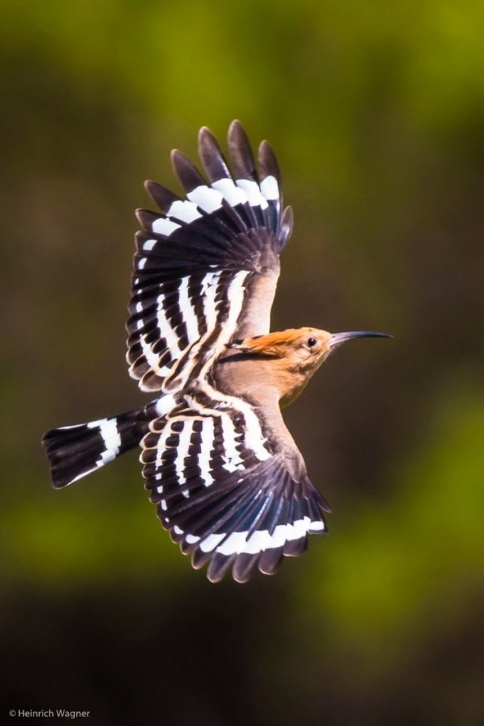 Motacilla Alba yarrellii