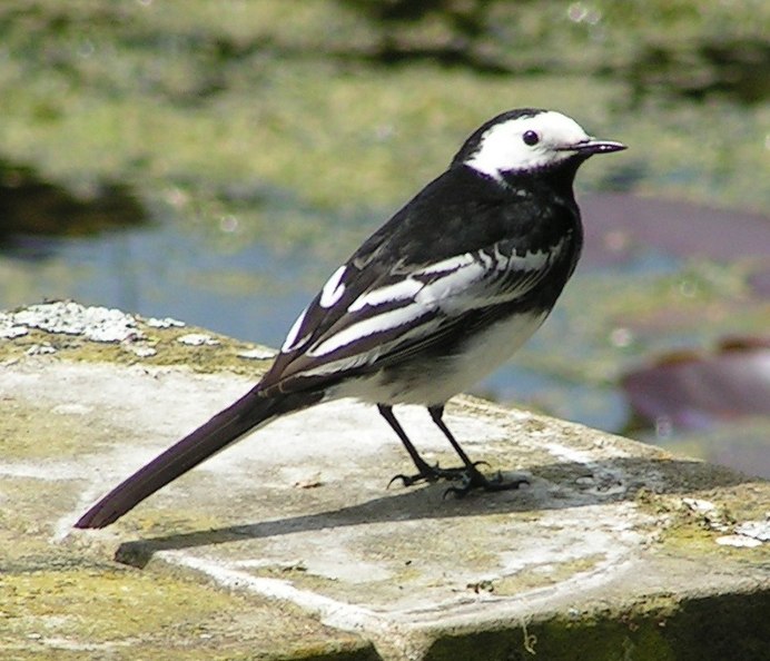 Dendrocopos assimilis