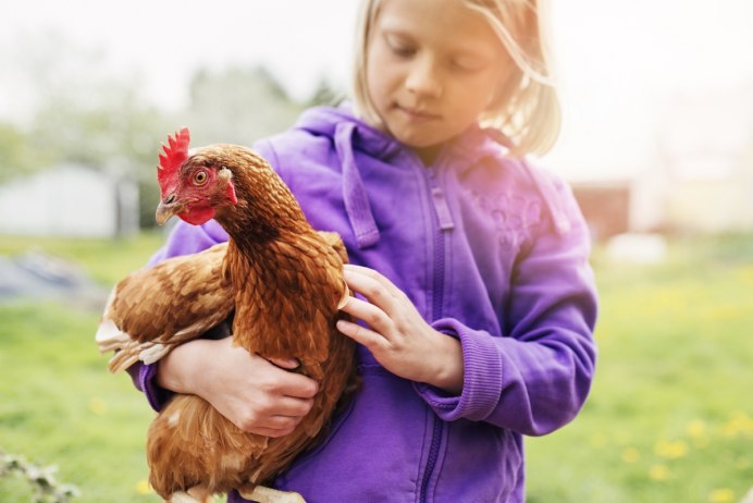 Petting Chicken