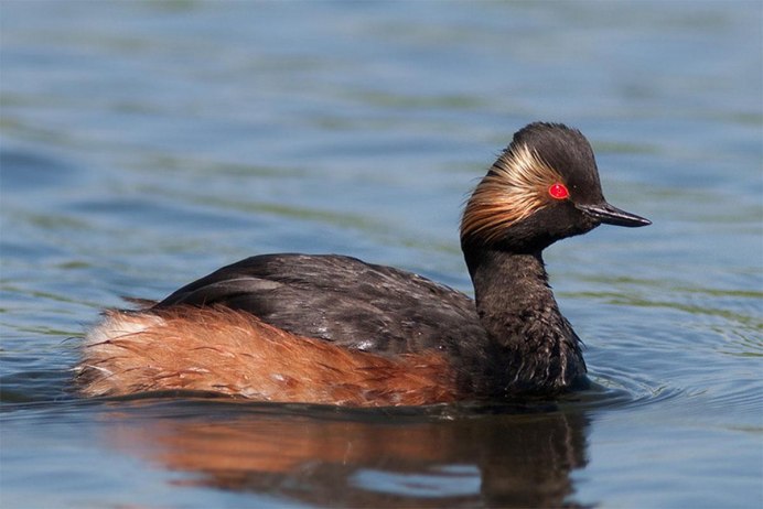 Черношейная поганка Podiceps nigricollis
