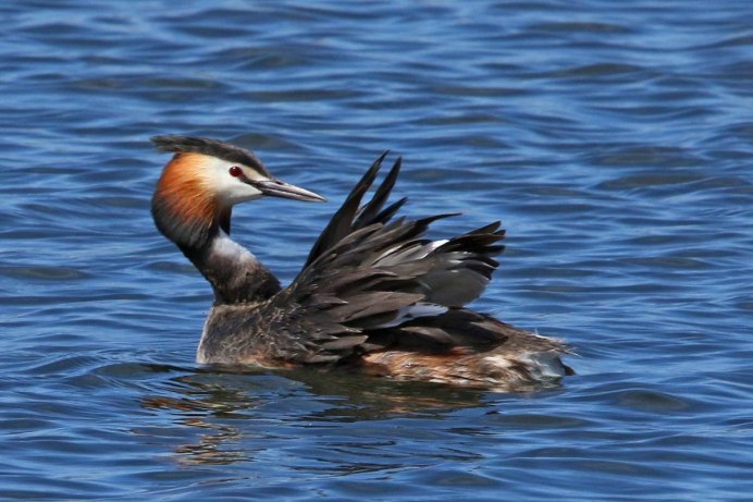 Обыкновенная шилохвость