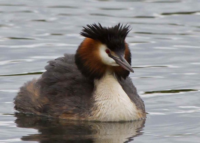Большая поганка чомга