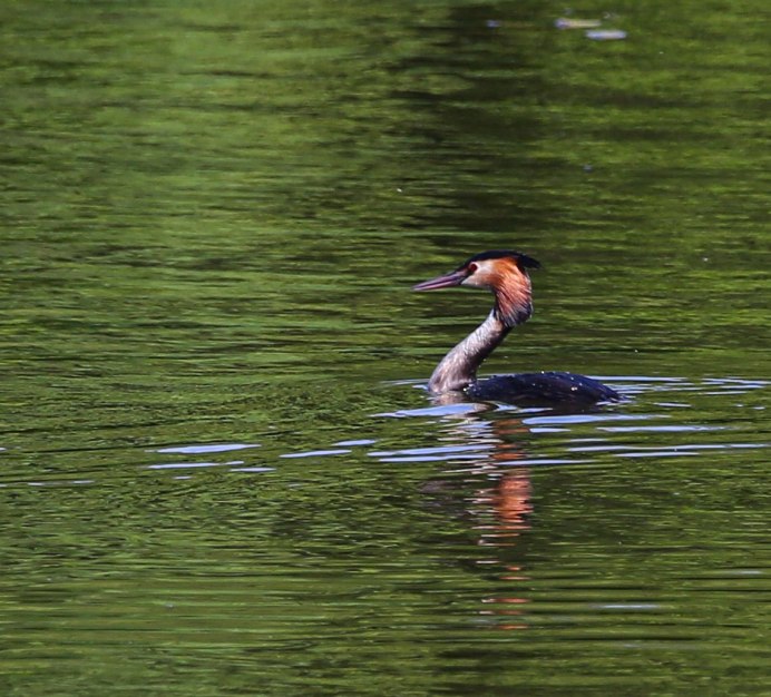 Водоплавающие птицы Москвы