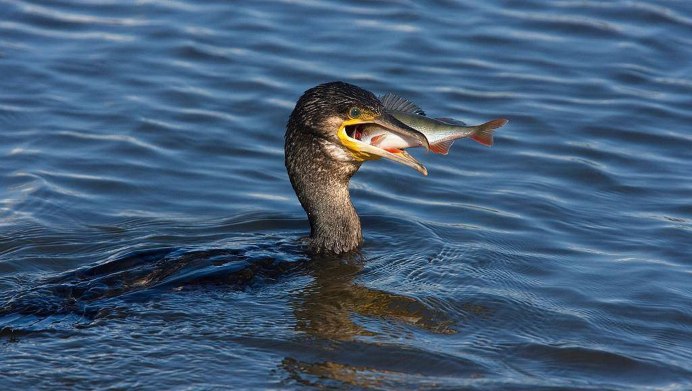 Tachybaptus ruficollis