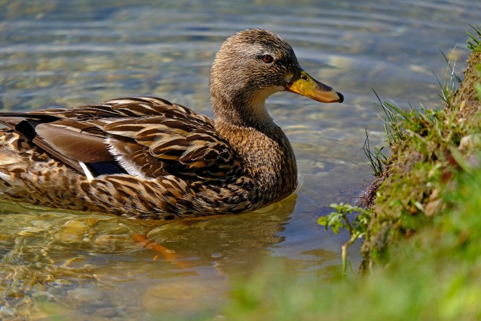 Дикие водоплавающие птицы Подмосковья