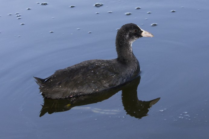 Утка нырок черная