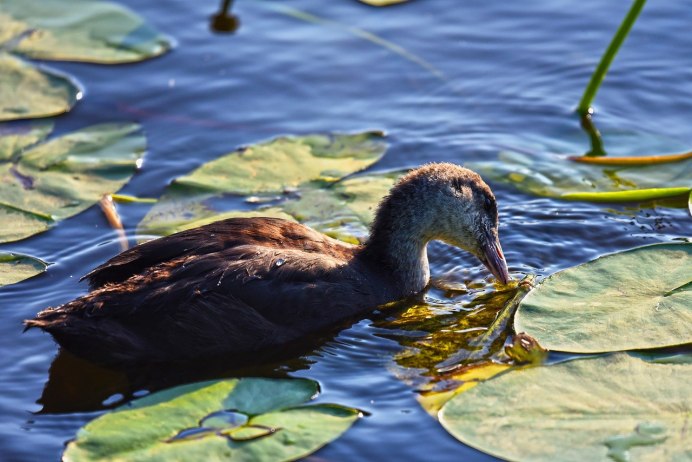Водно болотные птицы