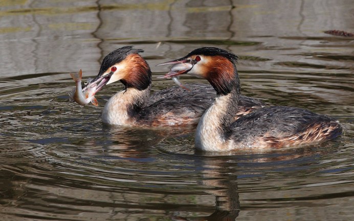 Утка поганка чомга