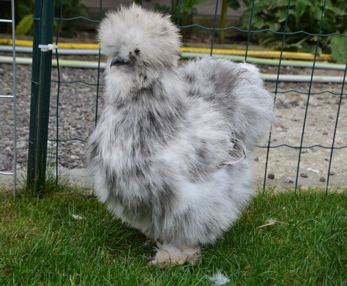 Китайская шелковая окрас Партридж