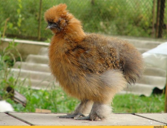 Китайские шелковые куры