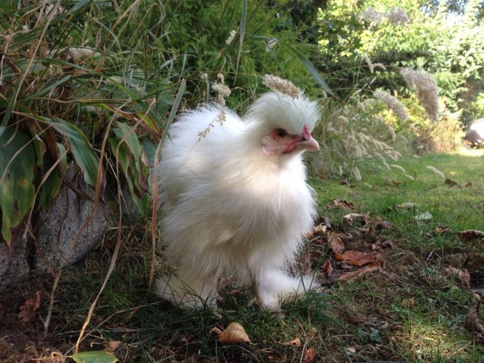Китайская шелковая (Silkie Bantam)