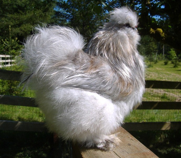 Куры несушки пушистые