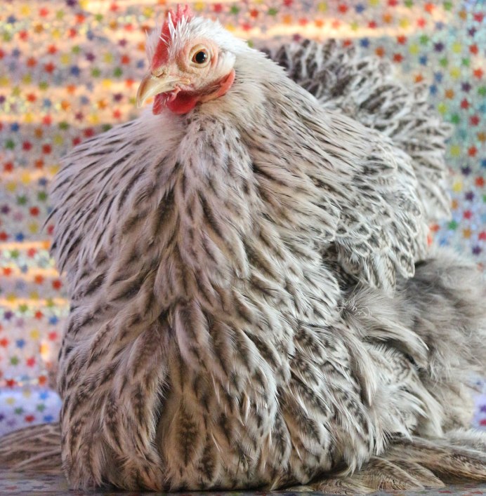 Китайская шелковая Аборигенная порода кур