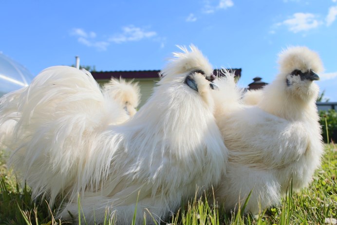 Ангорская порода кур
