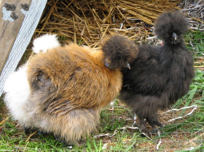 Китайская шелковая куропатчатая