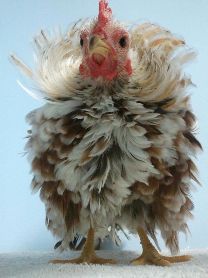 Пушистая курица