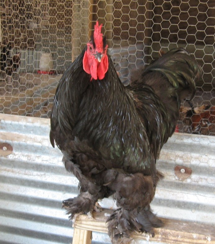 Китайские шелковые куры