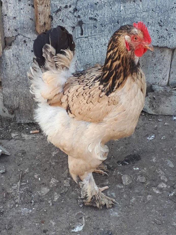 Китайские пушистые куры