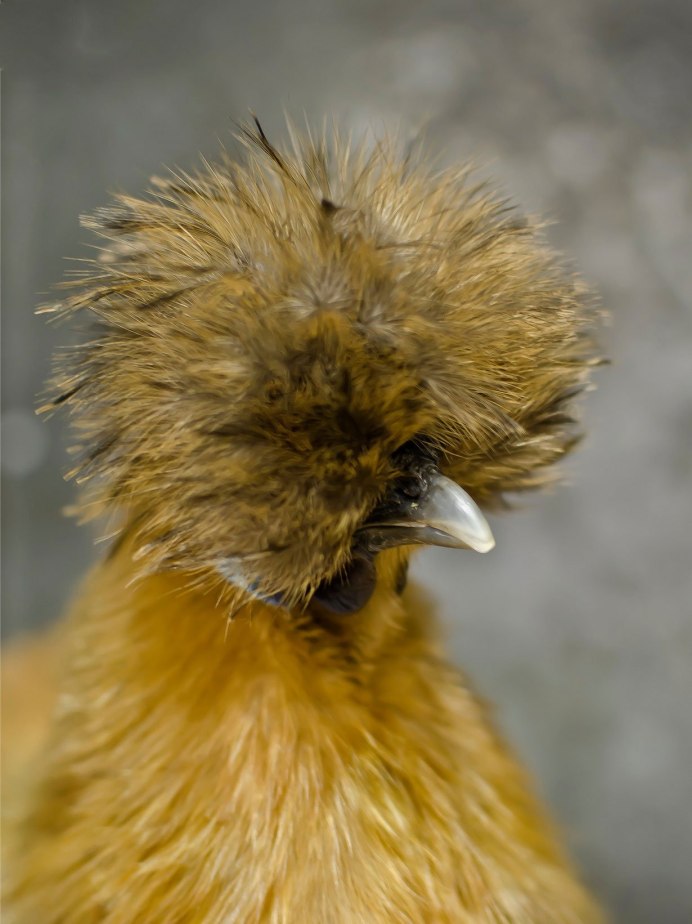 Голландские хохлатые куры