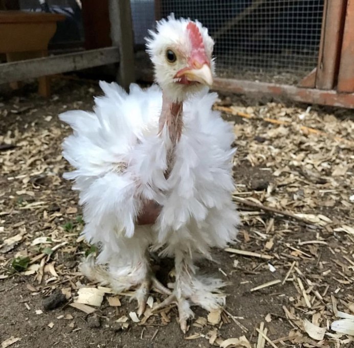 Доминант с хохолком