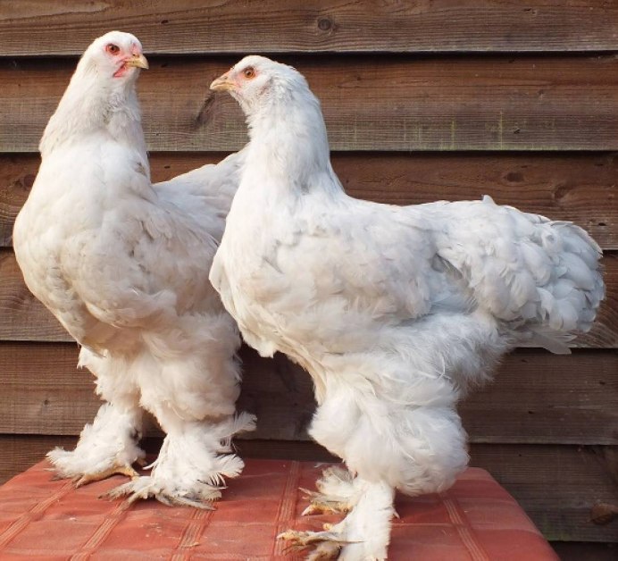 Китайские шелковые куры