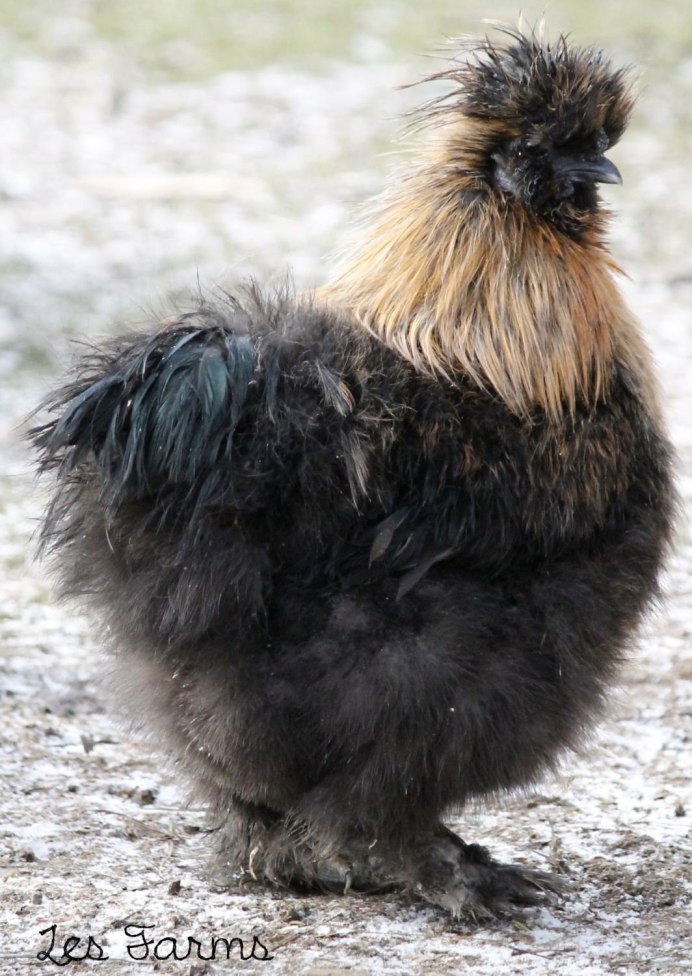 Куры с мохнатыми лапами