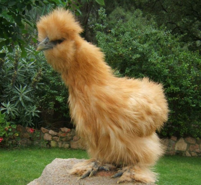 Китайские шелковые палевые