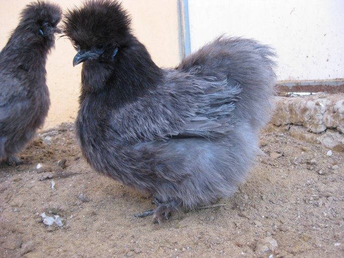 Карликовый падуан