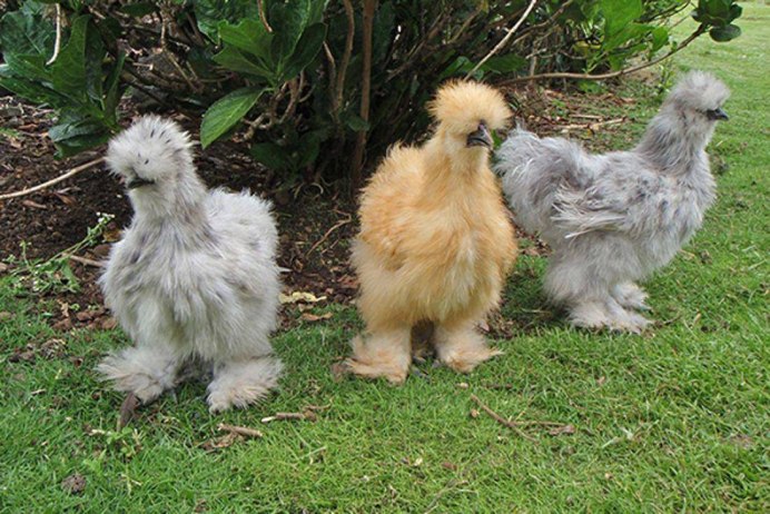 Китайская пуховая Курочка