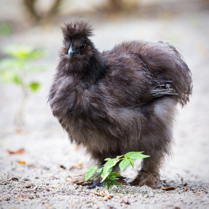 Китайская шелковая куропатчатая