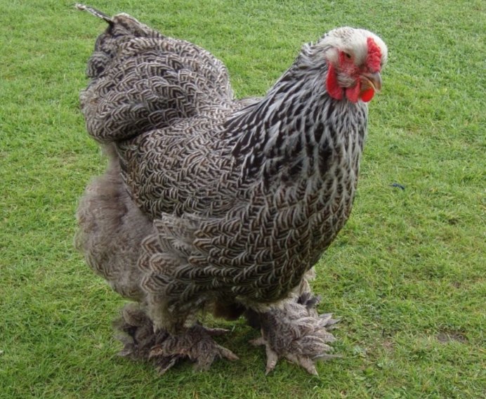 Порода кур китайская шелковая