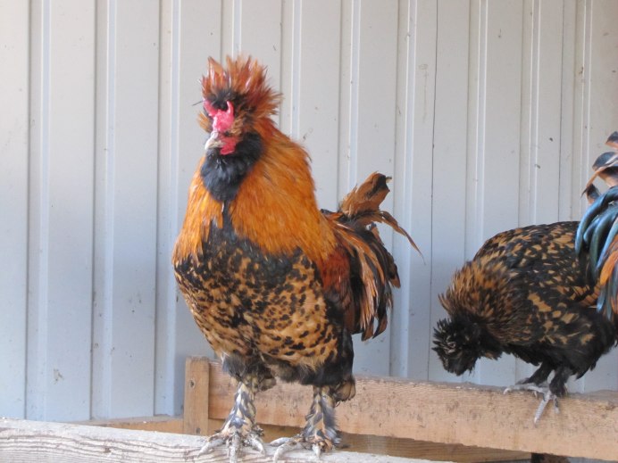 Хохлатые куры