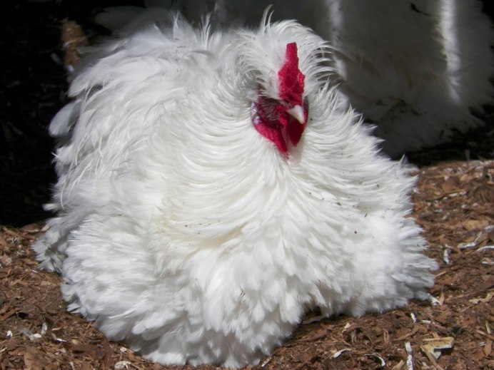 Австралорп, Брама, кохинхин, Маран