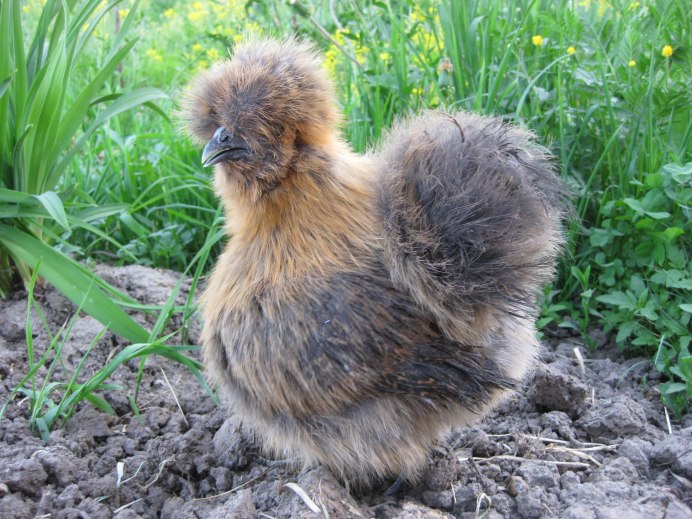 Мохнатые куры